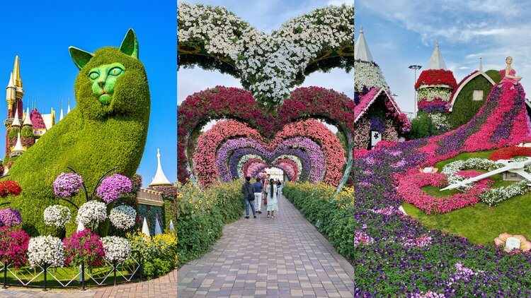 A Botanical Marvel in the Heart of the Desert