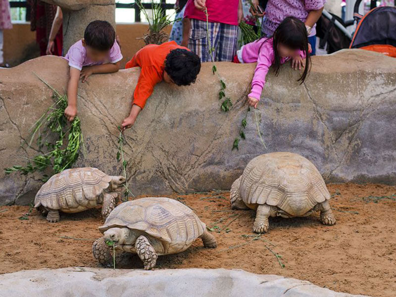 Why Pygmy Zoo Ajman is Different
