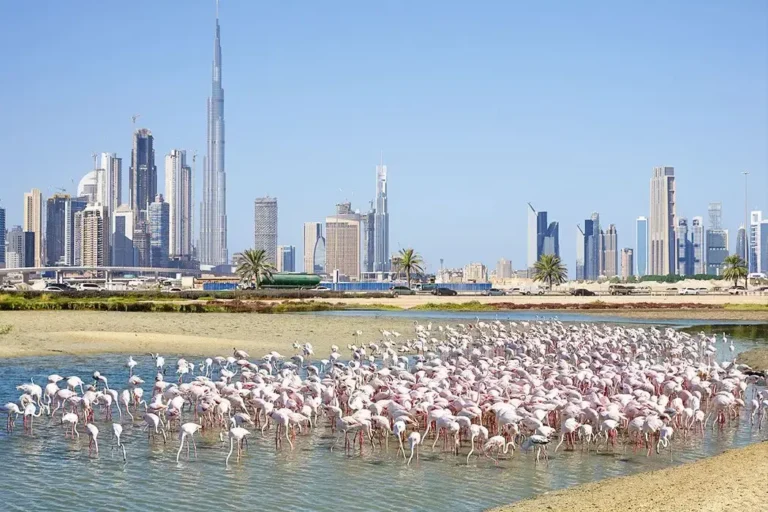 Ras Al Khor