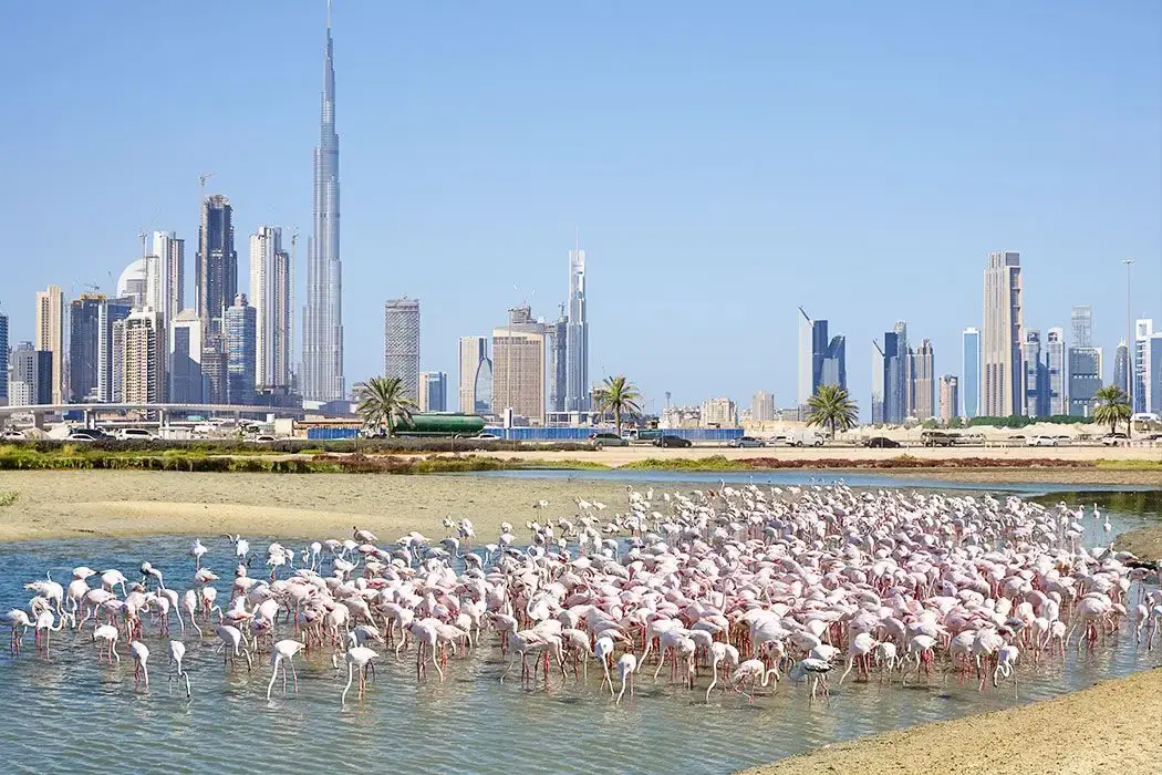 Ras Al Khor