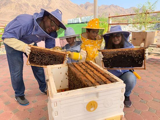 Visit Hatta Honey Bee Discovery Centre